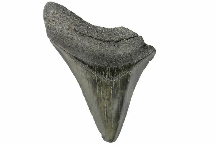 Bargain, Fossil Megalodon Tooth - Serrated Blade #169318